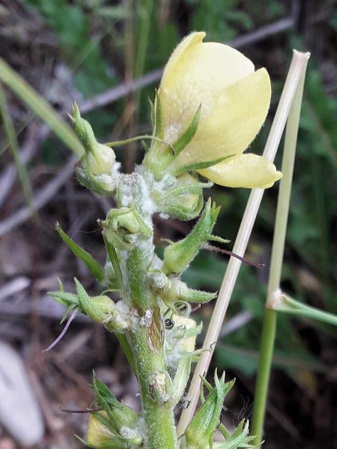 Verbascum blattaria