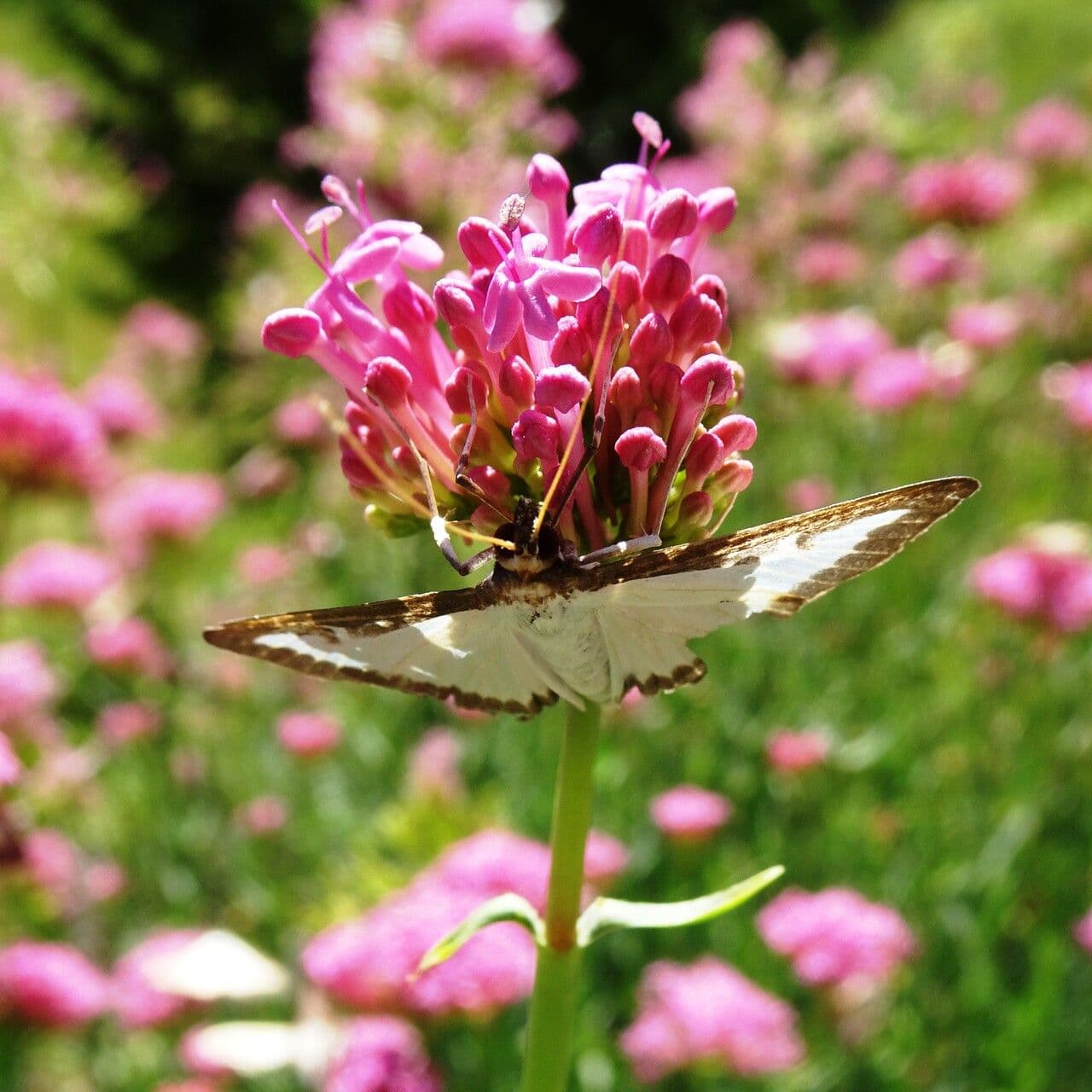 Valeriana lecoqii