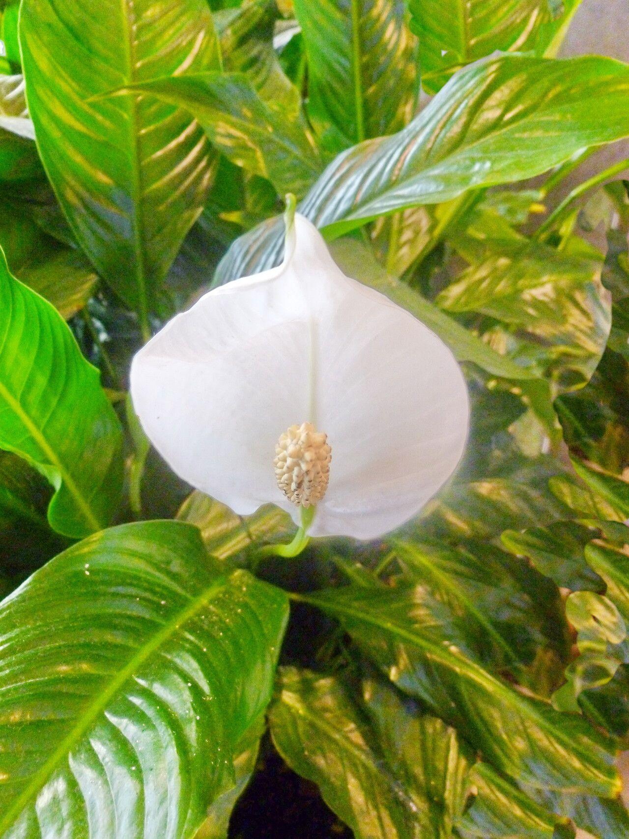 Spathiphyllum wallisii