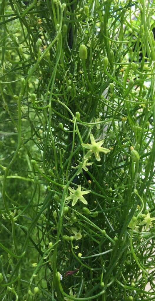 Bowiea volubilis