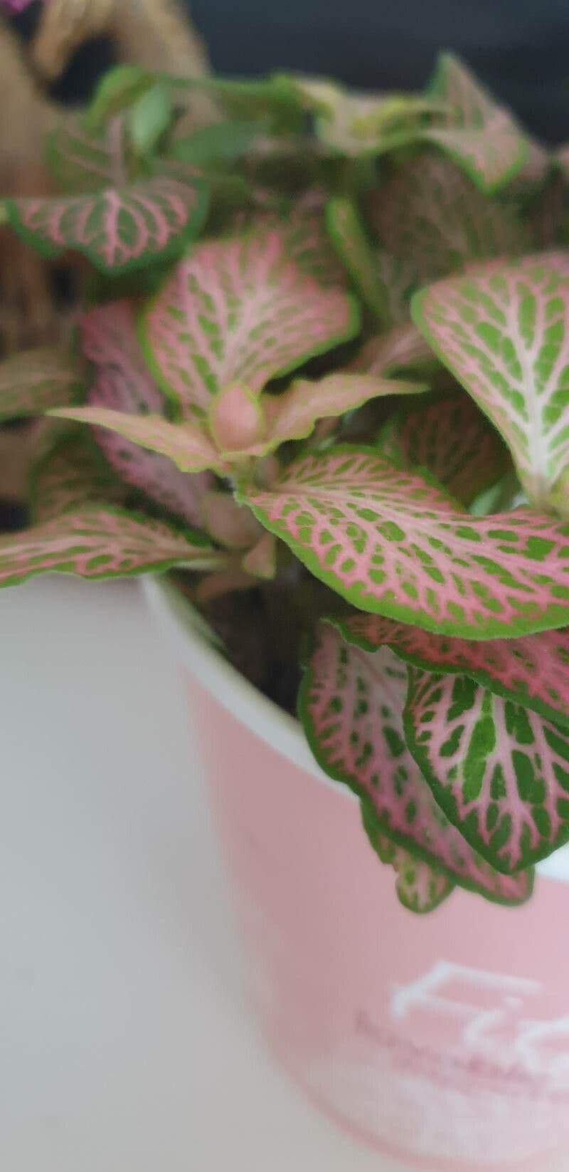 Fittonia albivenis