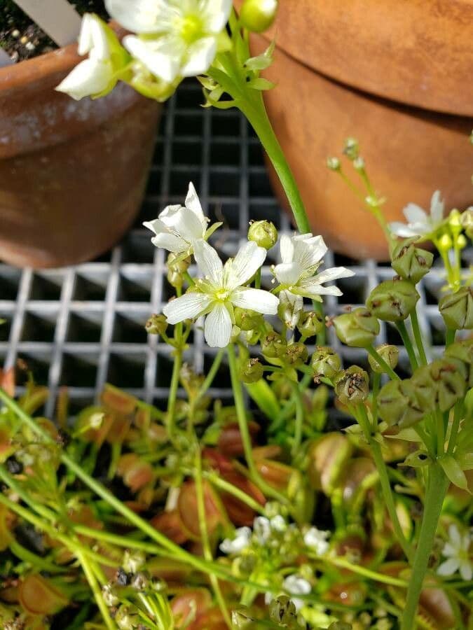 Dionaea muscipula