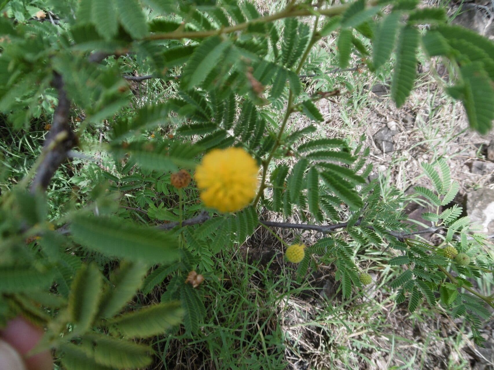 Vachellia nilotica