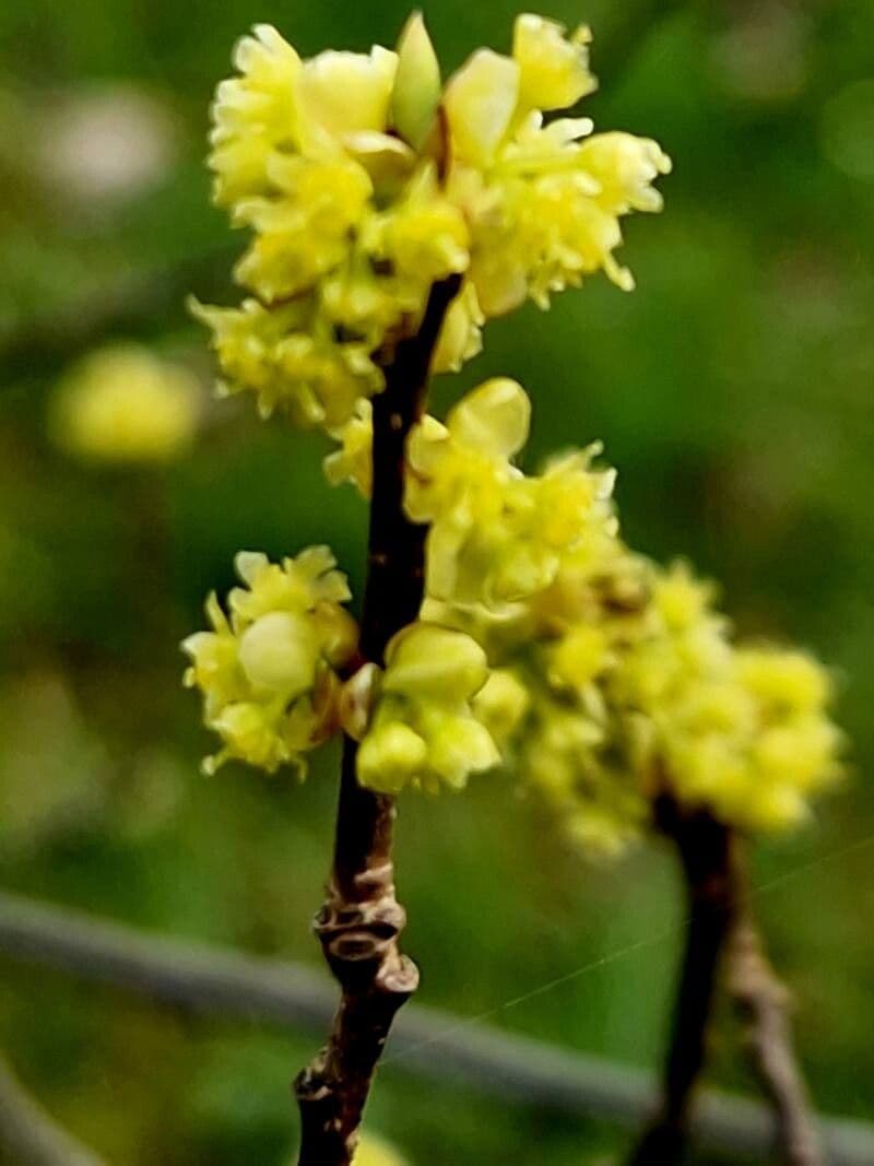 Lindera benzoin