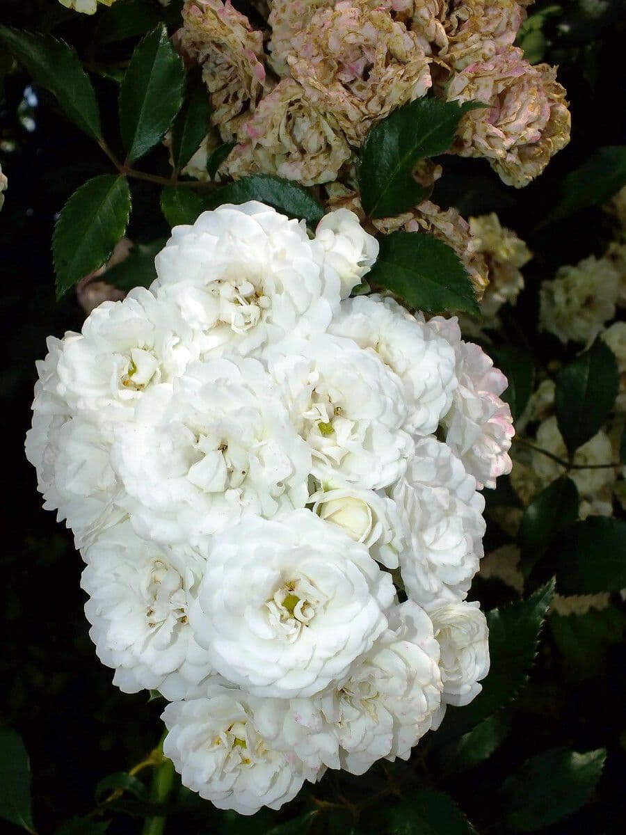 Rosa banksiae