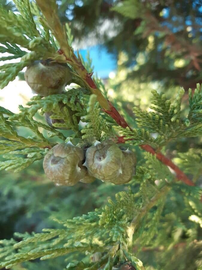 Hesperocyparis macrocarpa