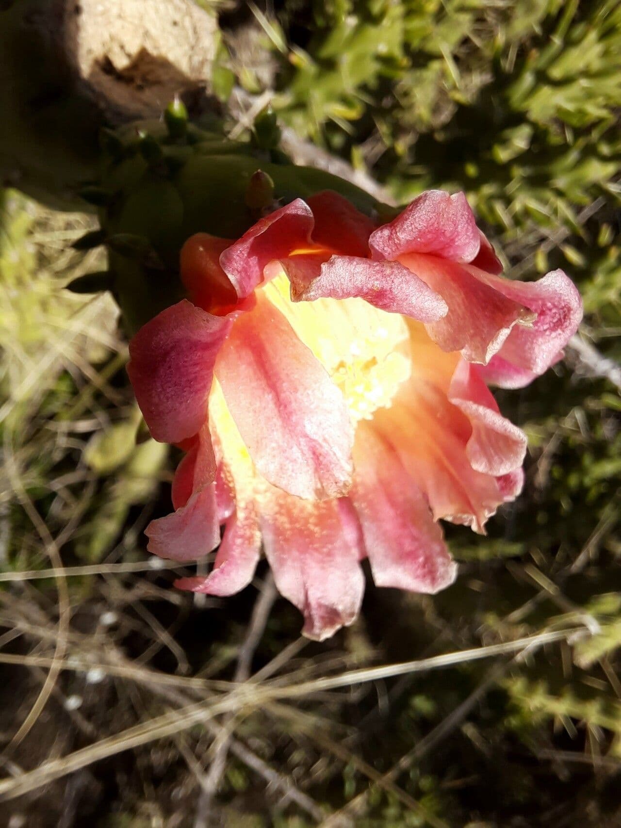 Austrocylindropuntia subulata