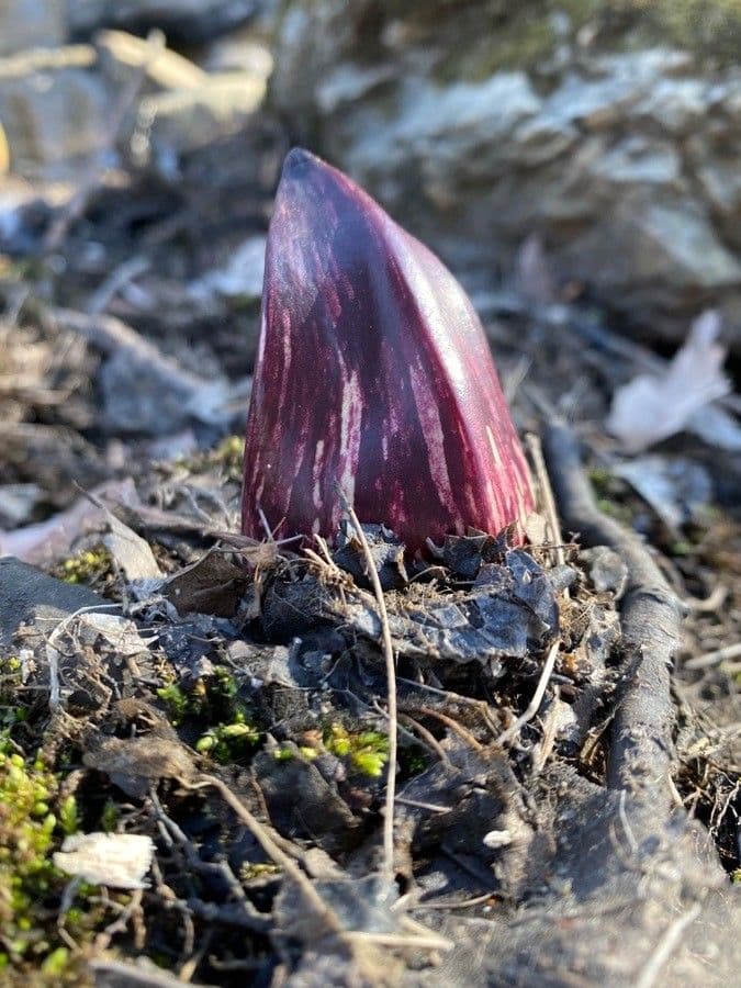 Symplocarpus foetidus