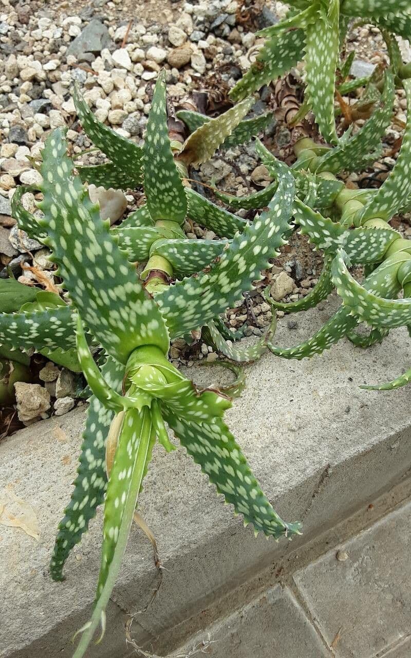 Aloe squarrosa