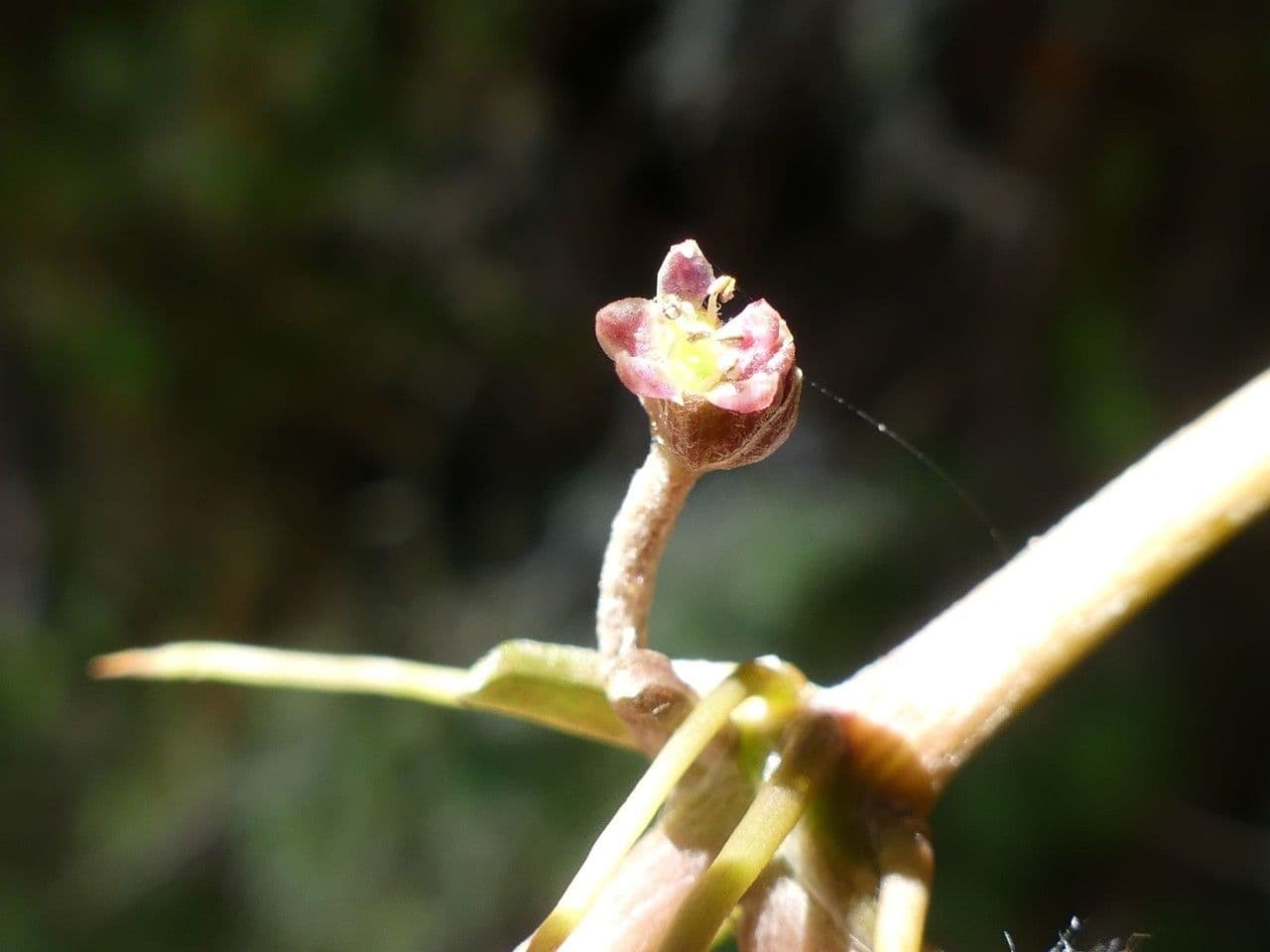 Centella asiatica