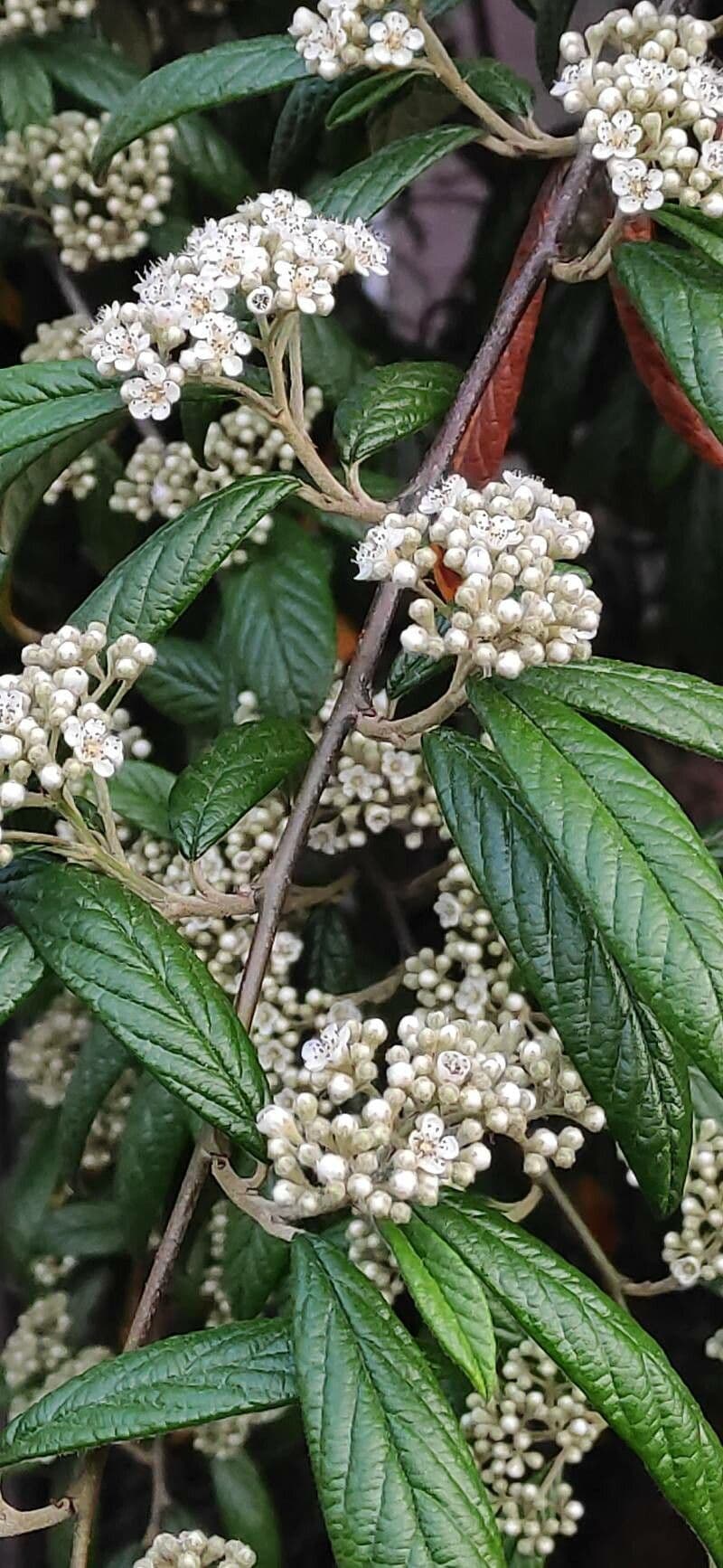 Cotoneaster salicifolius