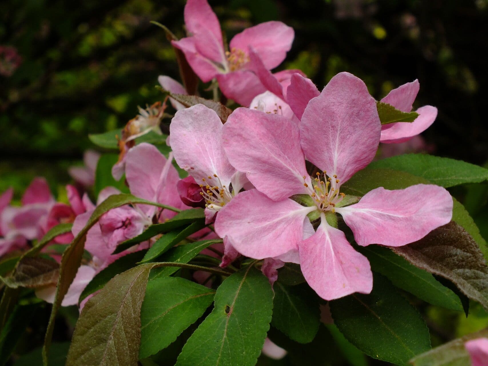 Malus floribunda