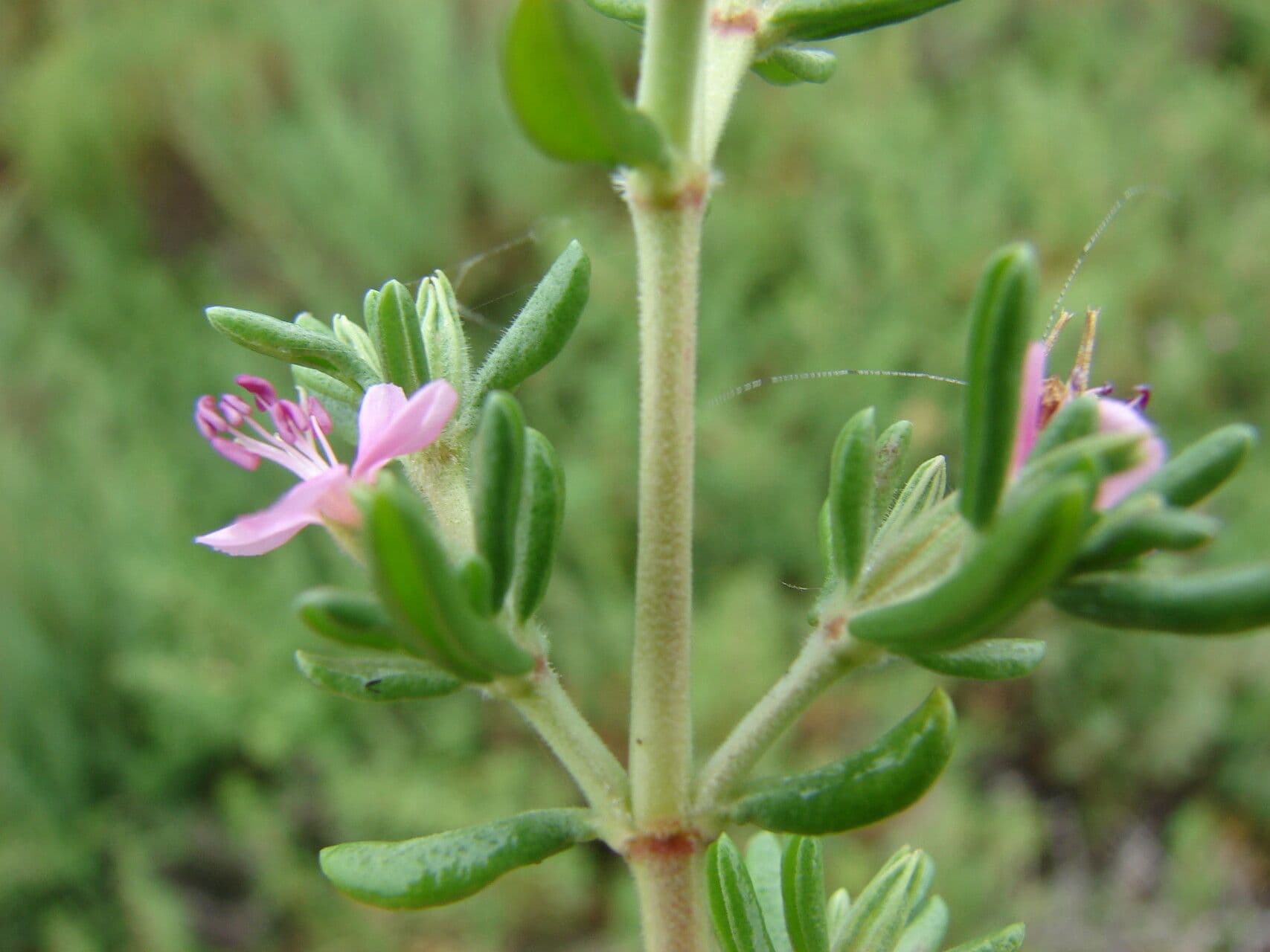 Batis maritima