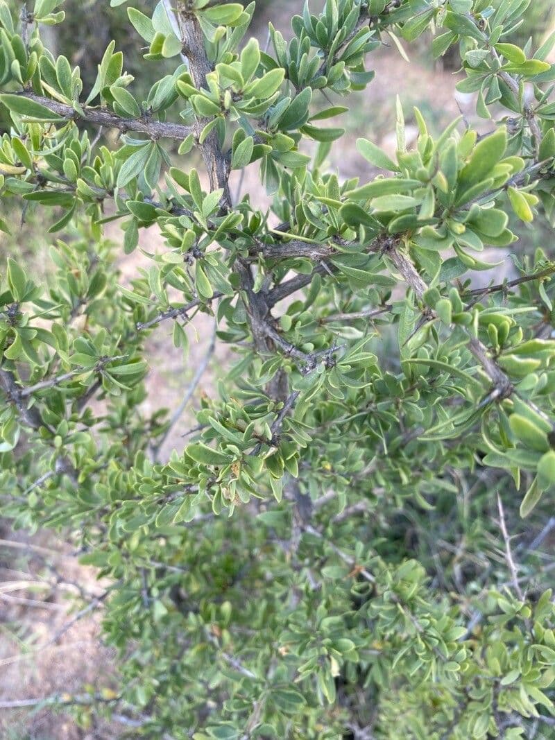 Maerua parvifolia