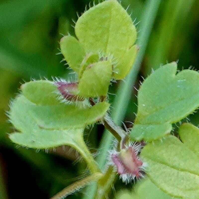 Veronica sublobata