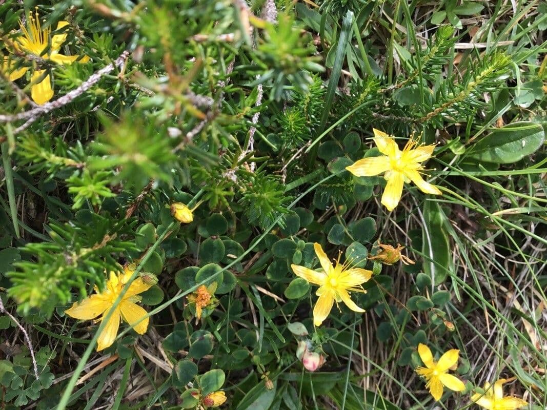 Hypericum nummularium