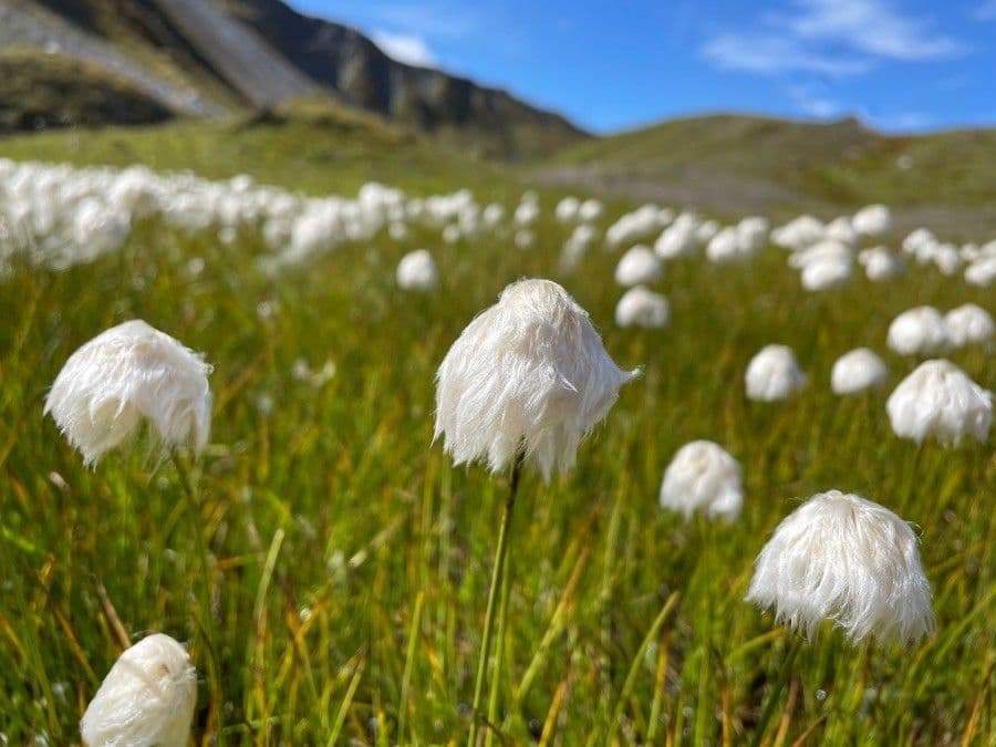 Eriophorum scheuchzeri