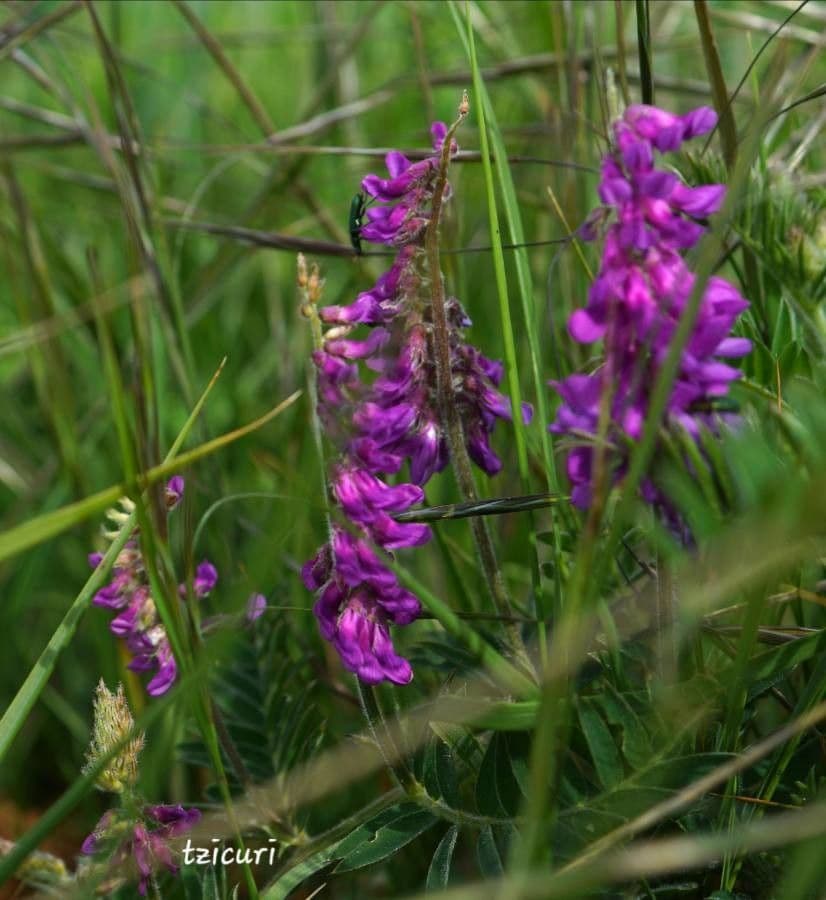 Vicia villosa