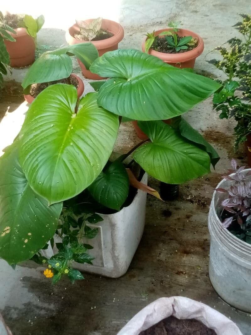 Philodendron davidsonii