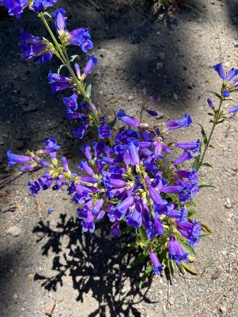 Penstemon speciosus