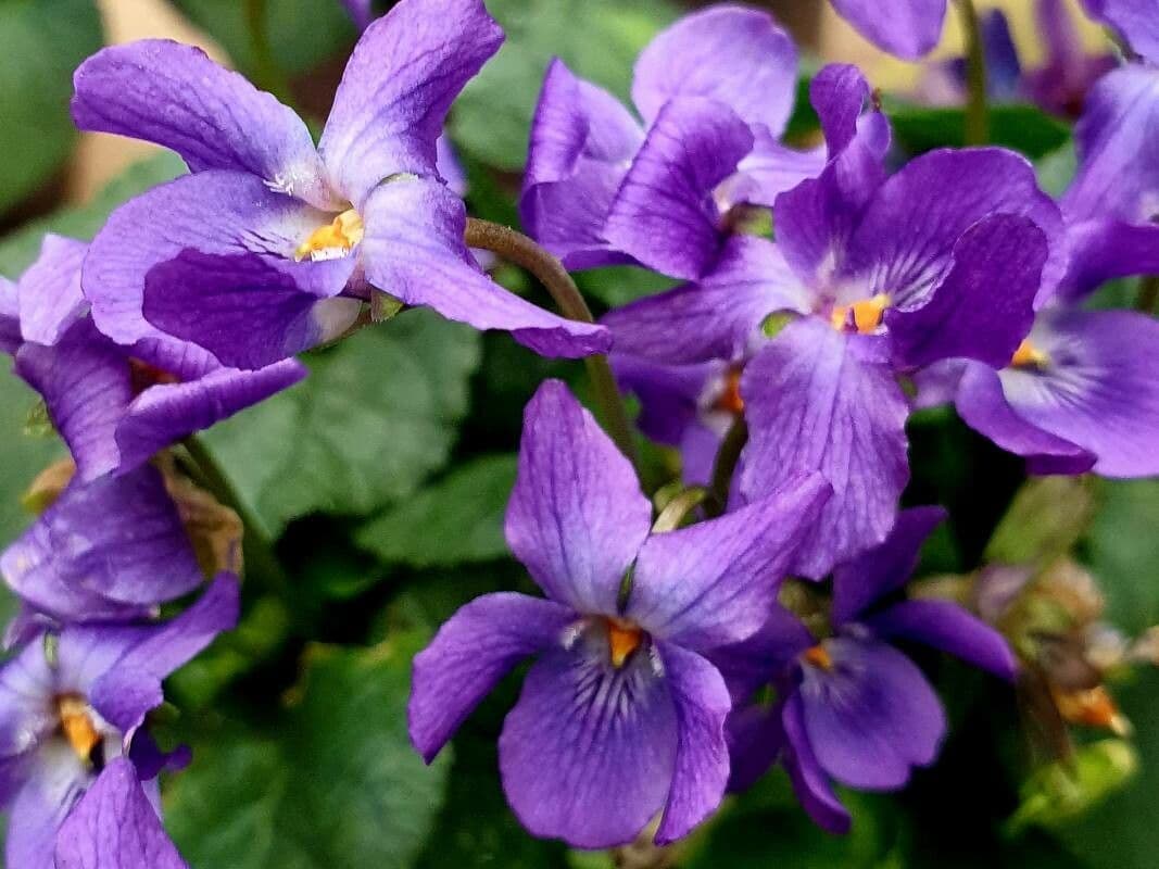 Viola suavis