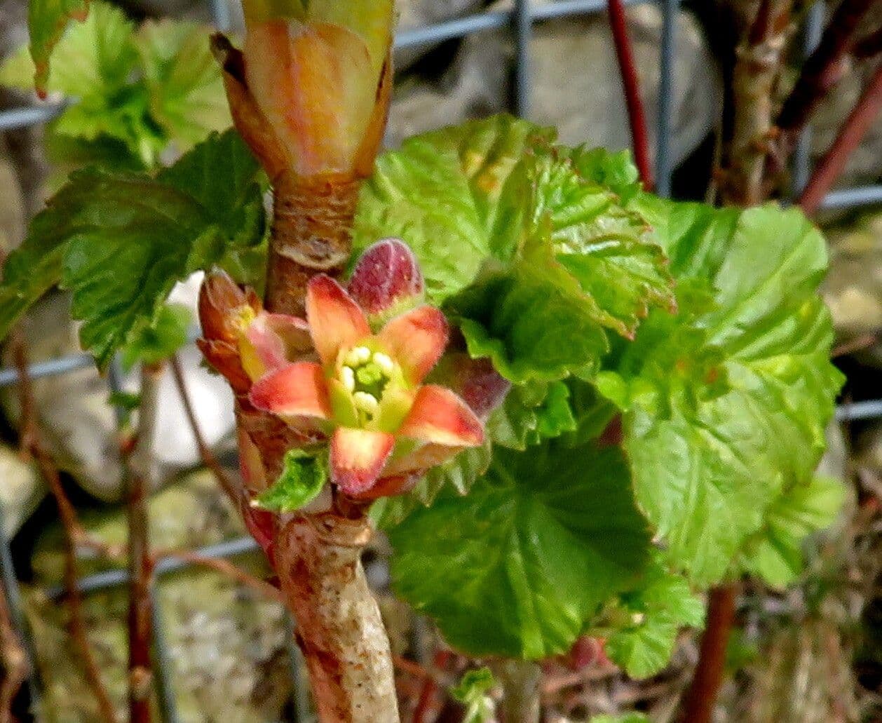 Ribes nigrum