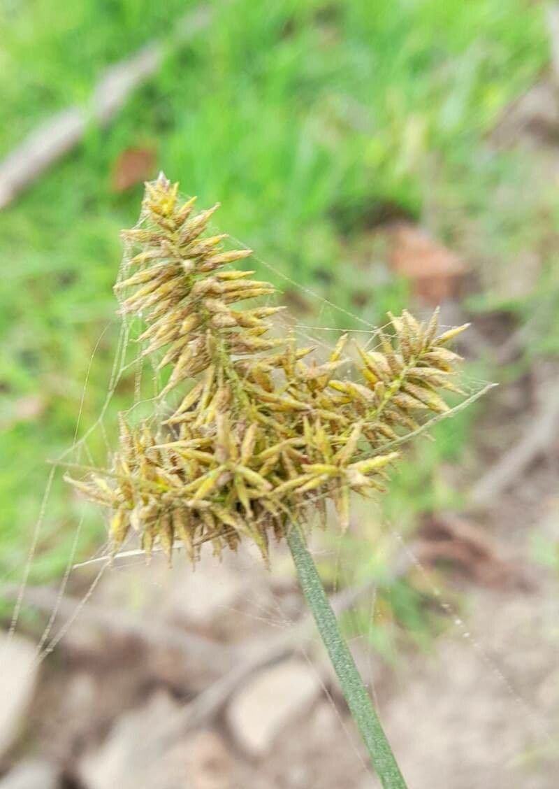 Cyperus odoratus