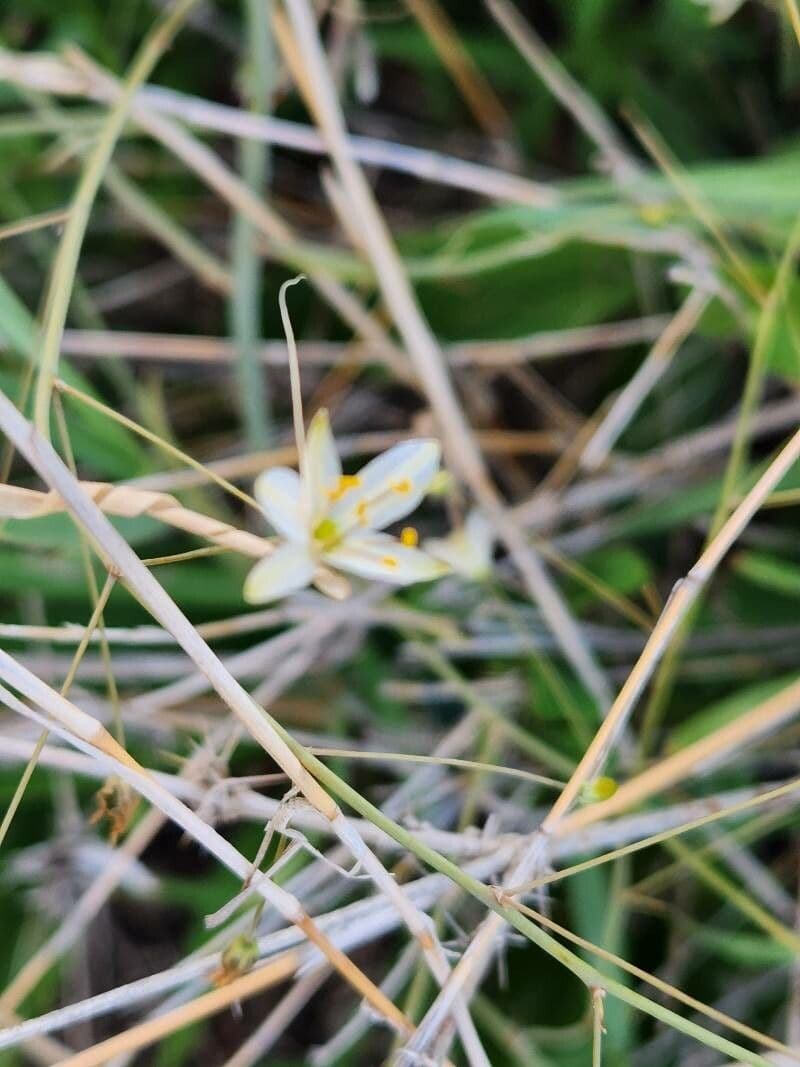 Chlorophytum zavattarii