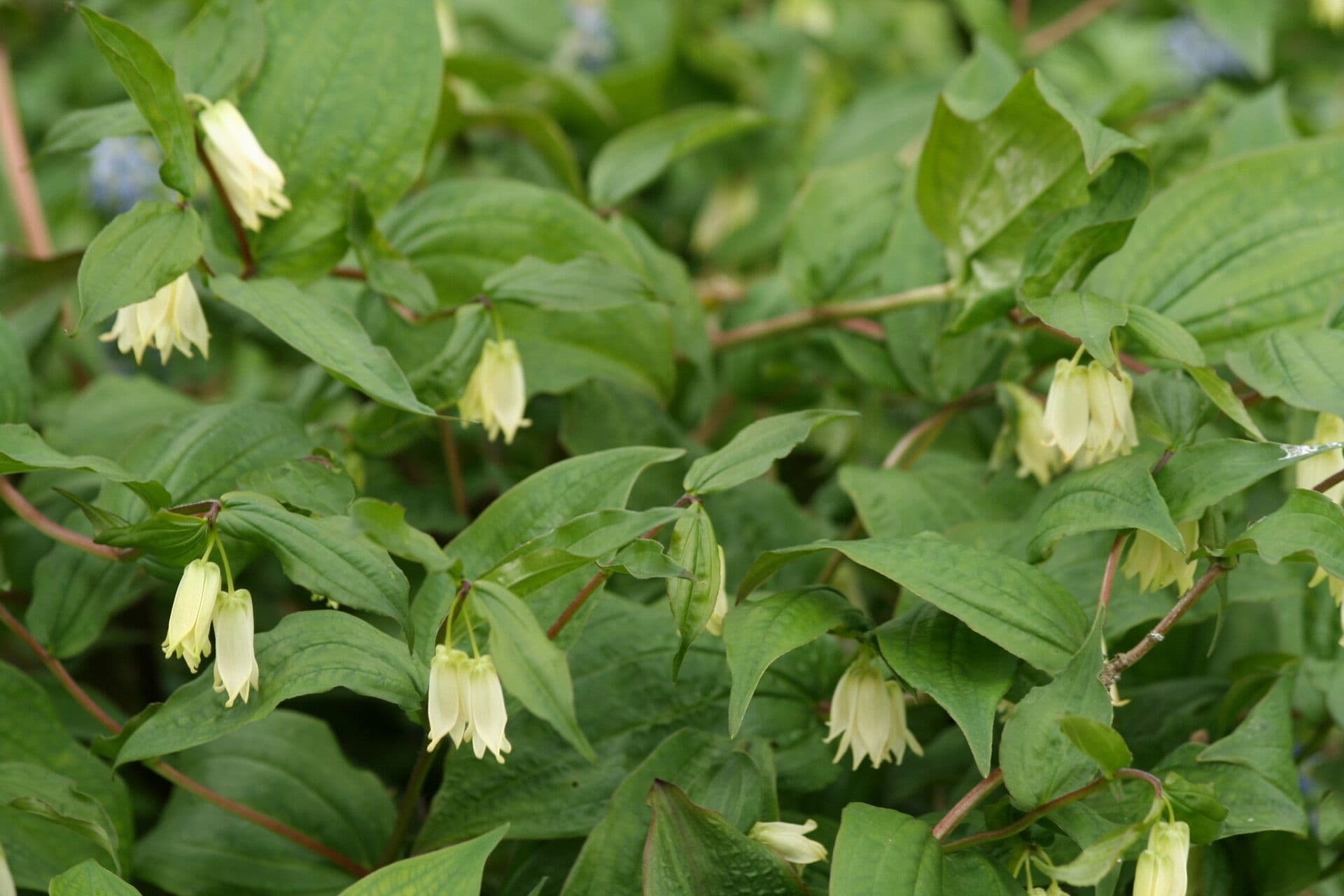 Prosartes smithii