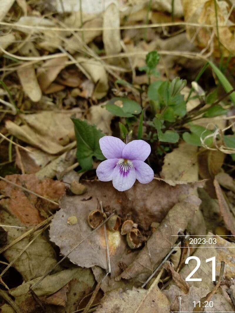 Viola rostrata