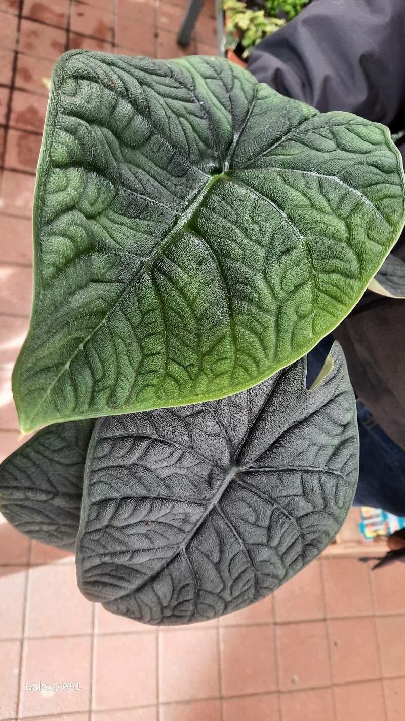 Alocasia melo