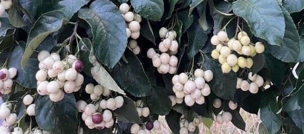 Ehretia latifolia