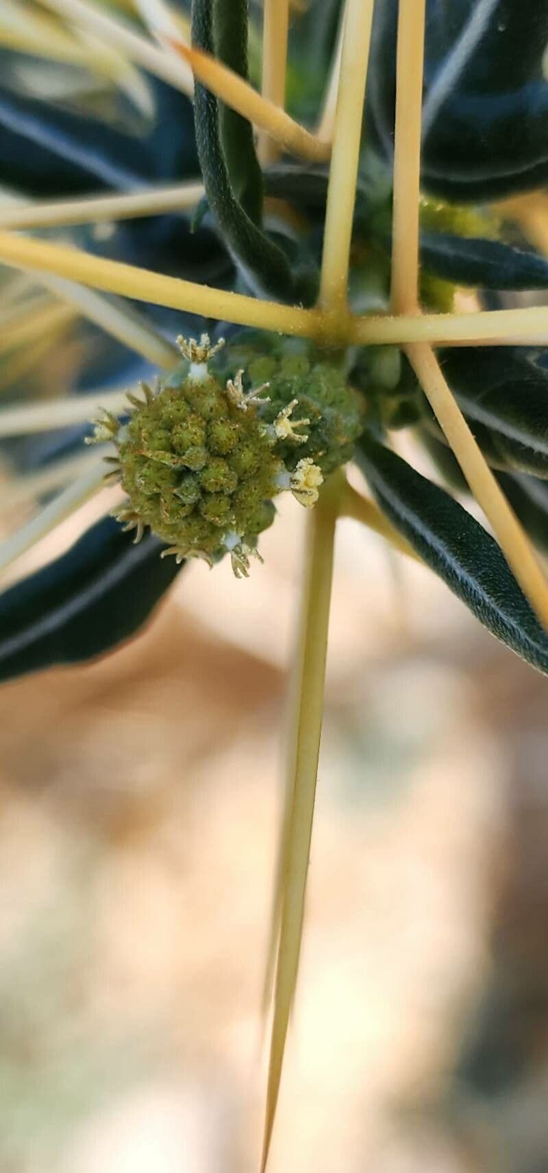 Xanthium spinosum