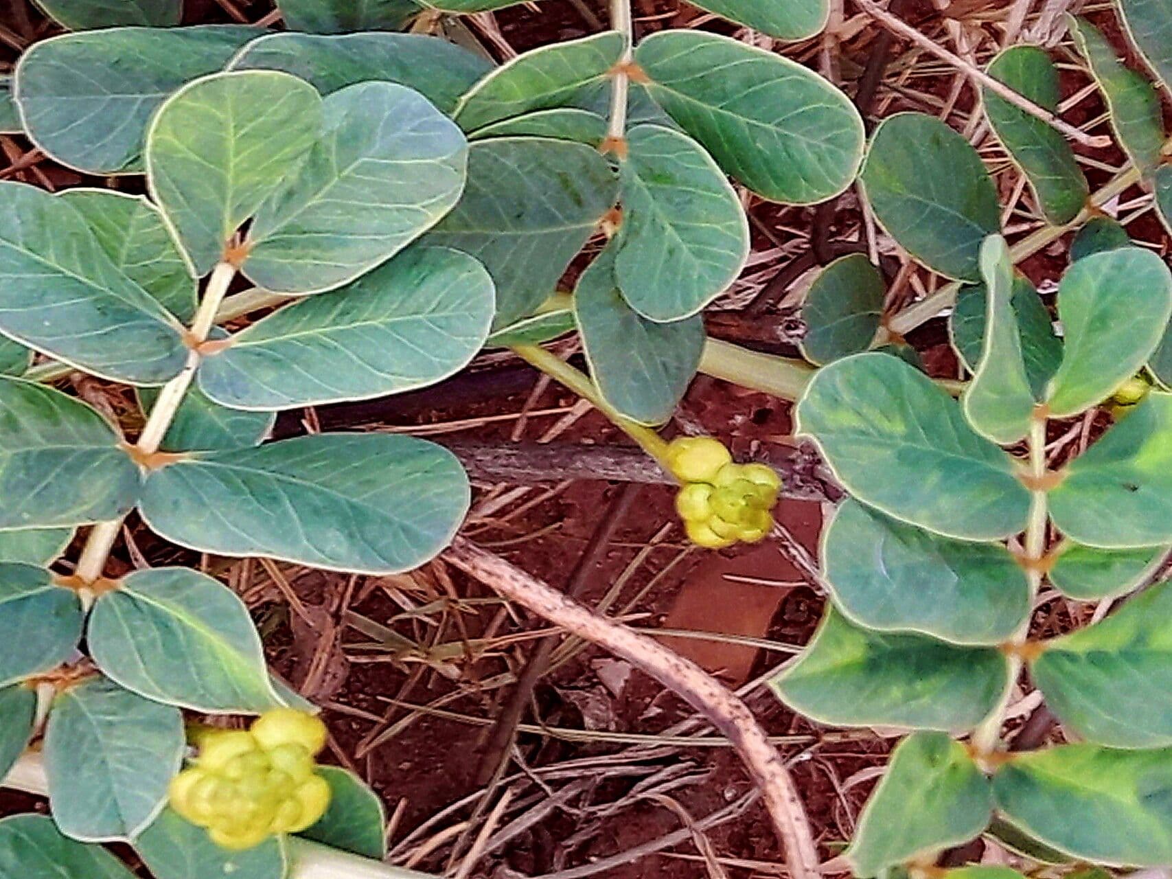 Senna italica