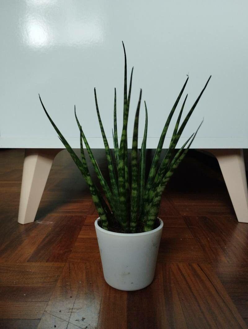 Dracaena stuckyi