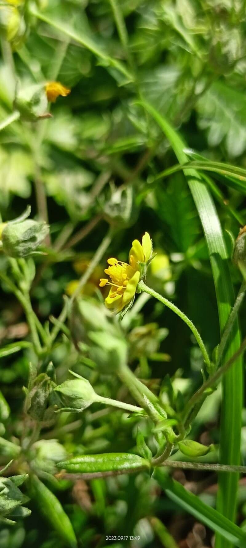 Potentilla argentea