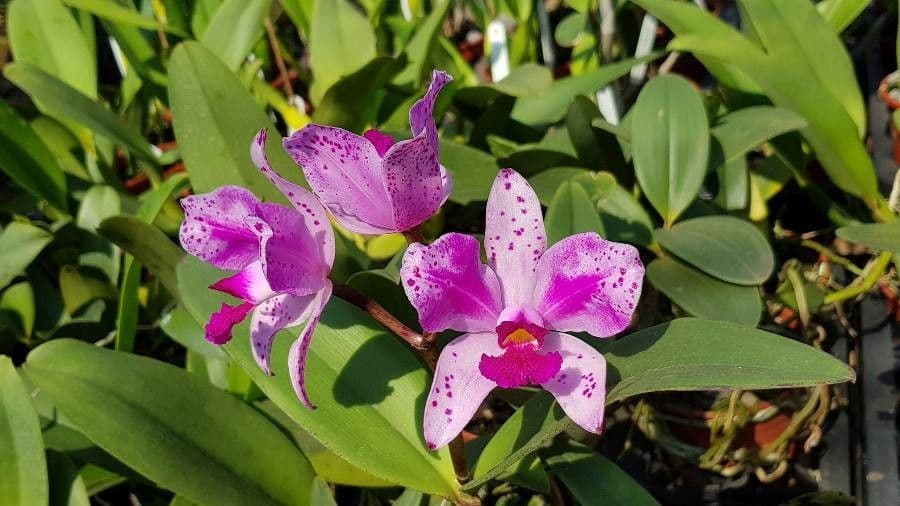 Cattleya amethystoglossa