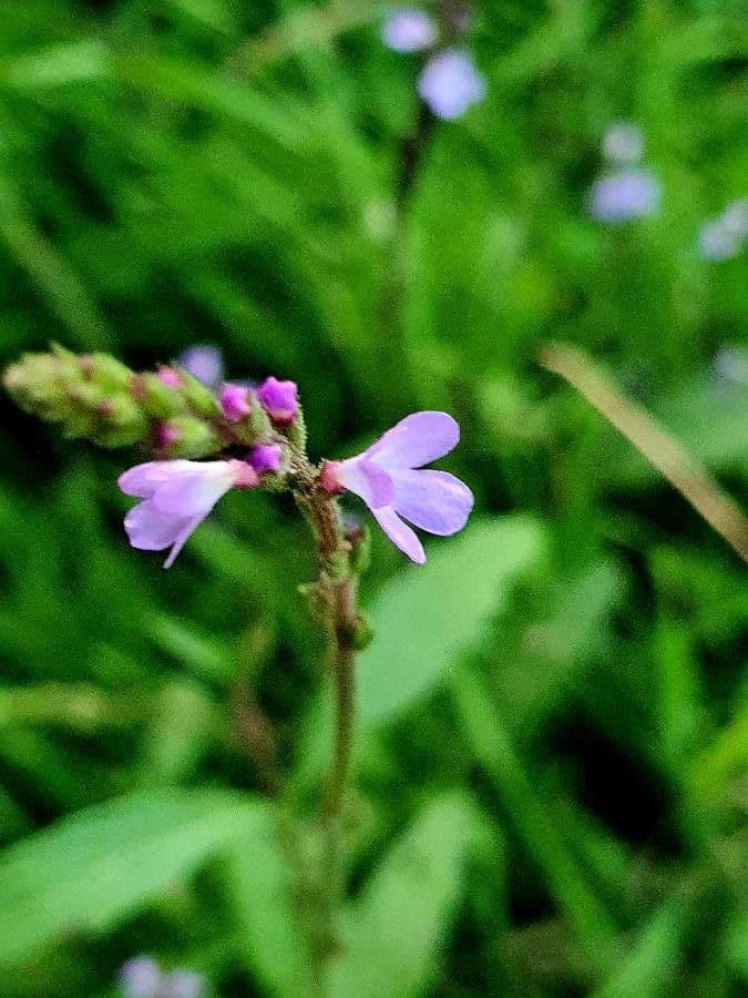 Verbena officinalis