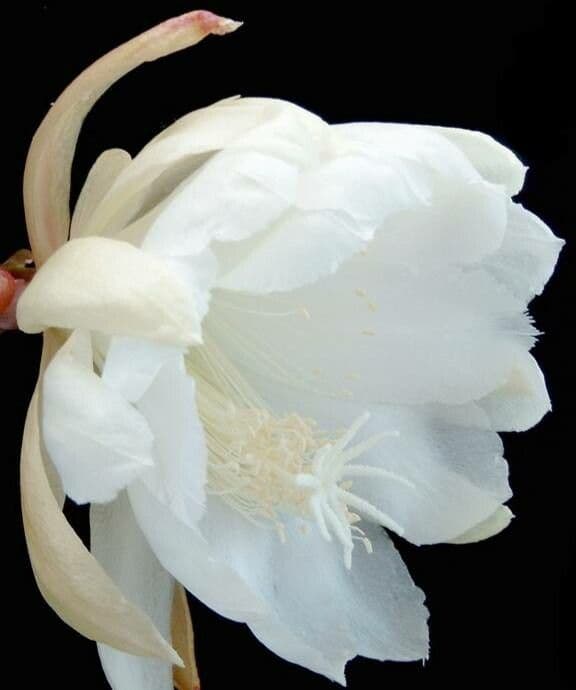 Epiphyllum oxypetalum