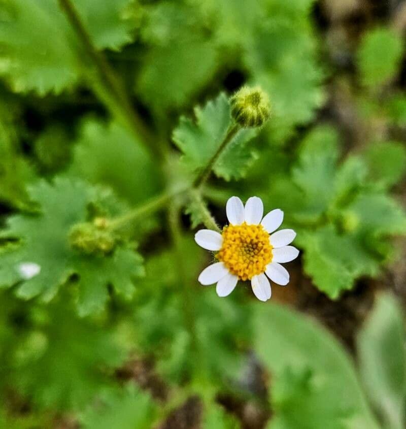 Perityle emoryi