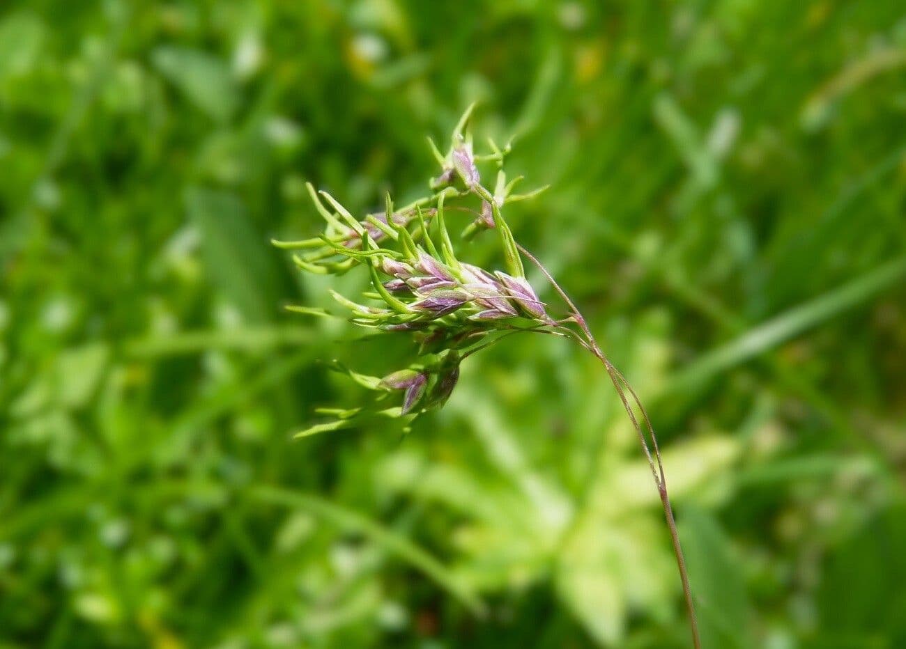 Poa alpina