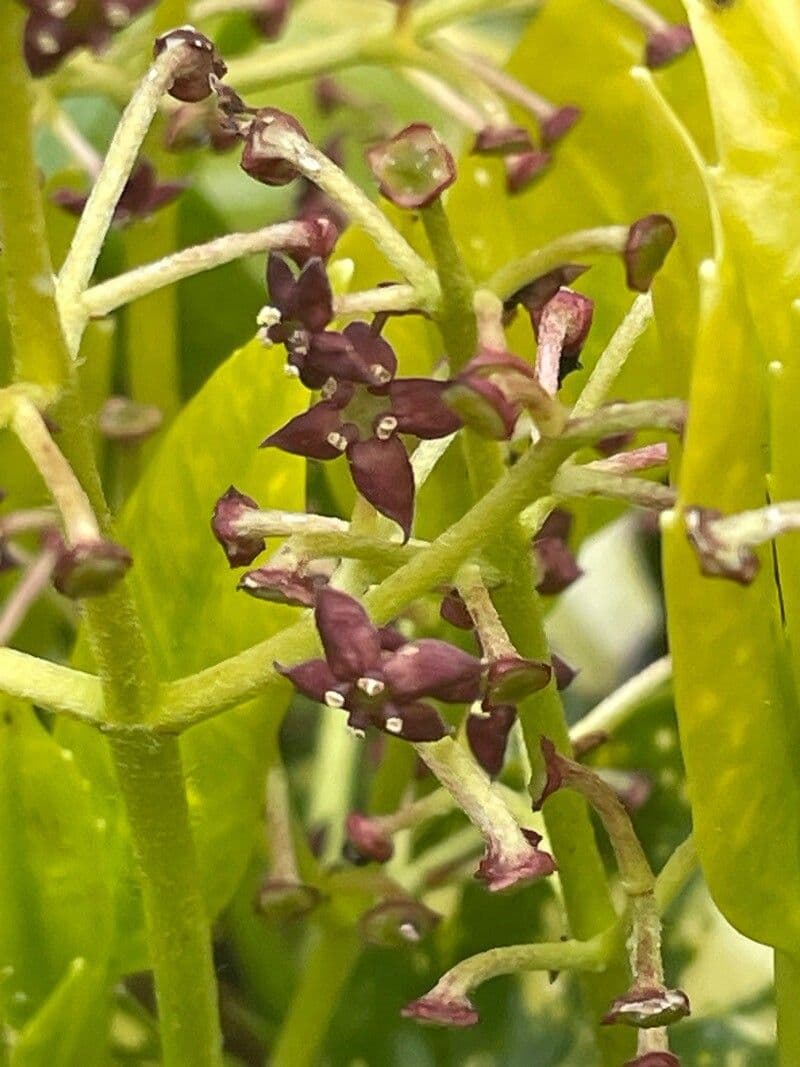 Aucuba japonica