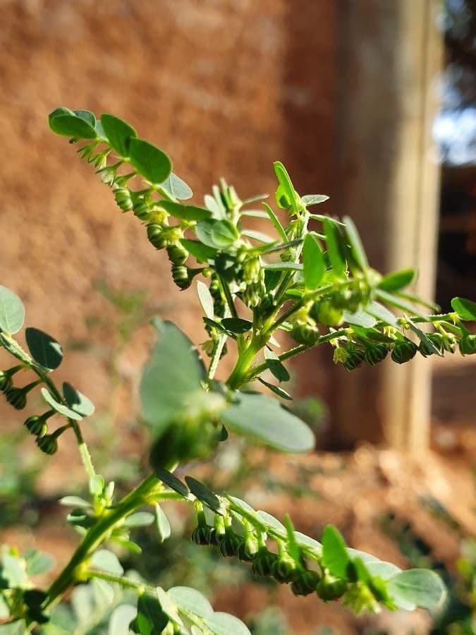 Phyllanthus fischeri