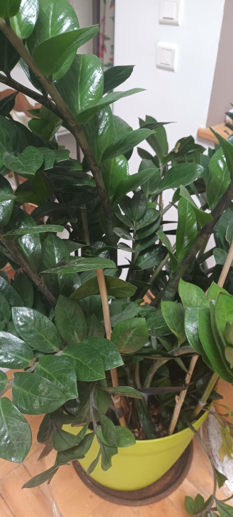 Zamioculcas zamiifolia