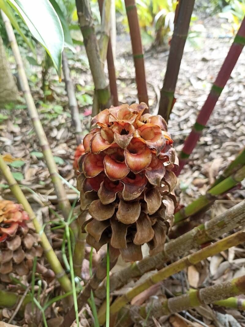 Tapeinochilos ananassae