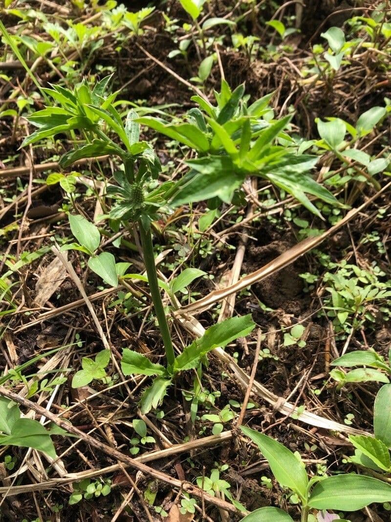 Eryngium foetidum