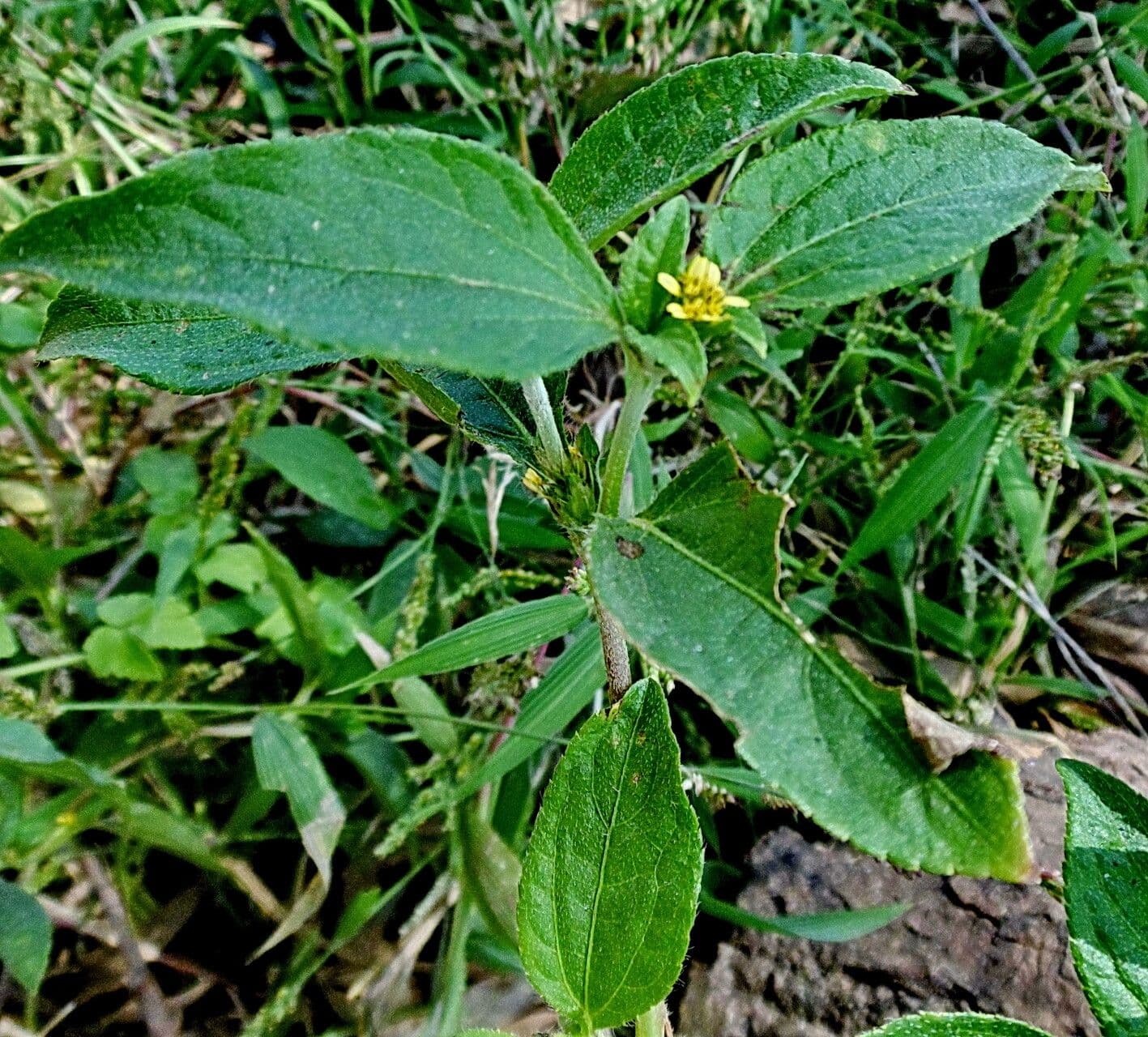 Calyptocarpus vialis