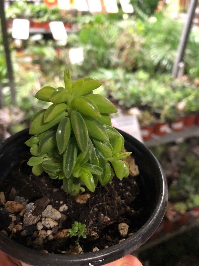 Peperomia ferreyrae