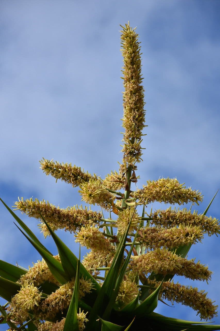 Dracaena concinna