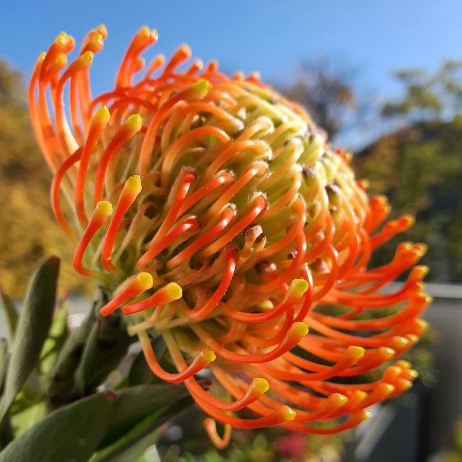Leucospermum cordifolium